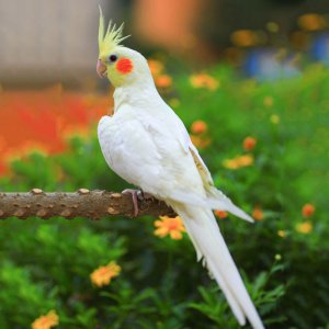 玄鳳品種 神秘鳳凰品種